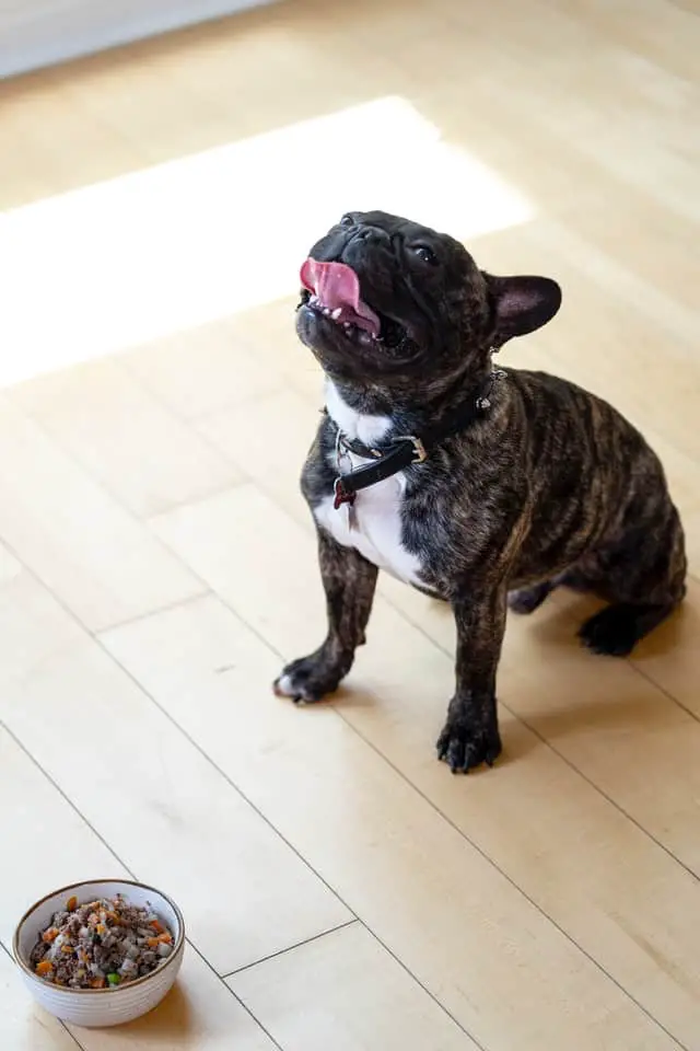 what to add to dog food for dry skin