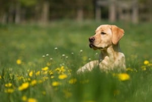 A dog laying in a field surrounded by dandelions