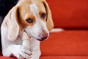 Is chewing a bone mental stimulation for a dog