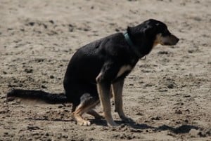 dog ate pork rib bone whole