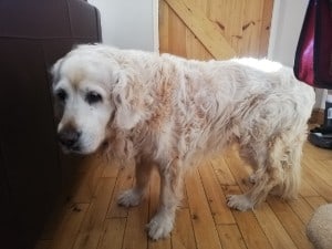 Why does my senior dog groan alot
