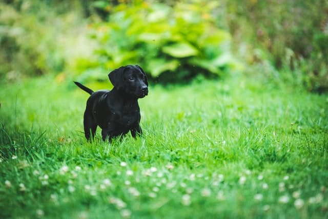 Will Mothballs Keep Dogs From Pooping in my Yard