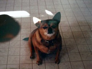 Will a dog with bloat poop
