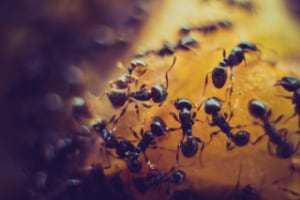 can dogs eat ants