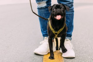 does walking dog help trim their nails