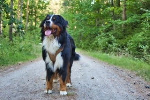dog breeds with white paws