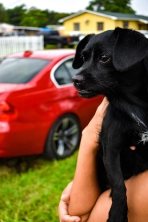 long car trip with new puppy