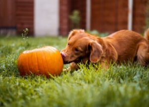 how fast does pumpkin work dog diarrhea