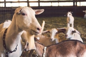 how much goats milk give puppy