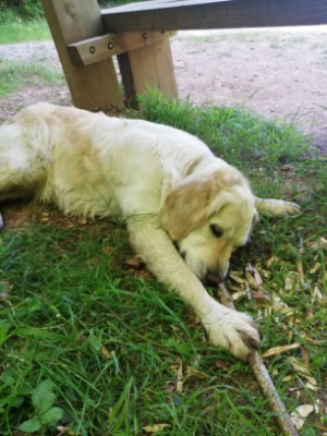 A Golden Retriever laying down chewing a stick