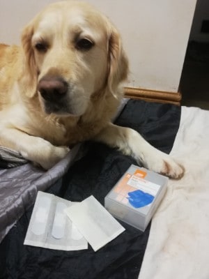 Help My dog ate a band aid