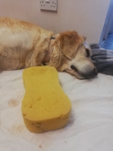 Help! My Dog Ate A Sponge - Quality Dog Resources