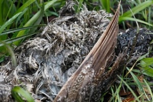 My dog ate maggots