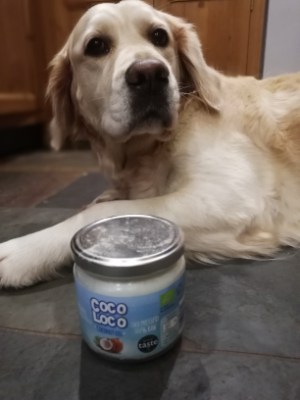 my dog ate coconut oil and is throwing up