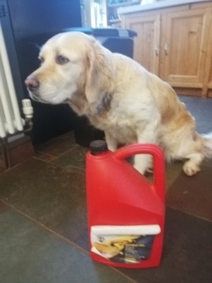 My Dog Licked Some Motor Oil - Quality Dog Resources My Dog Licked Some Motor Oil - Quality Dog Resources