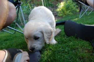 7 signs of an overtired puppy