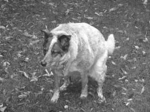 Can worms in dogs cause diarrhea