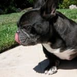 French Bulldog making weird breathing noises