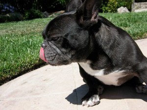 French Bulldog making weird breathing noises
