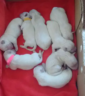 How long can a newborn puppy go without eating before dying 1