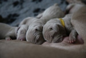 How long can a puppy go without peeing at night