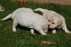 My puppy gets aggressive at night