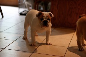 Skinny Bulldog