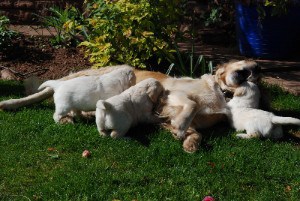 When Can Puppies Go All Night Without Nursing