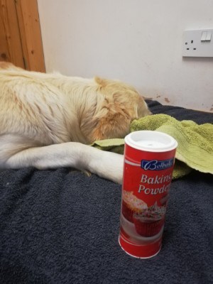 baking soda for dog bloat