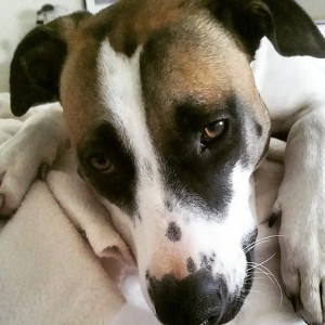 can being in heat make my dog sick