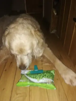 can dogs eat frozen peas