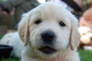 do puppies need water at night