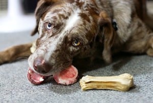 dog bone splinter symptoms