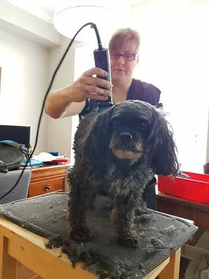 dog uncomfortable after grooming