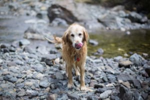 how big of a rock can a dog pass