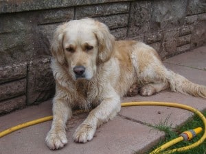 how long can dogs go without water