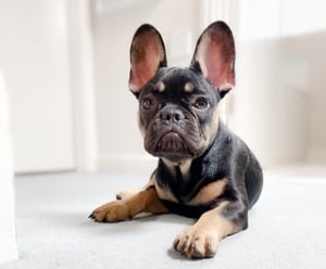 A black and tan french bulldog laying on the floor