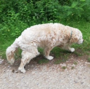 old dog poops while walking