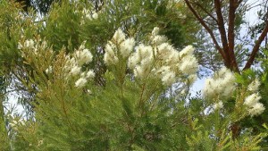 A tea tree
