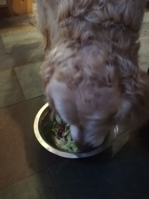 Can dogs eat raw cabbage