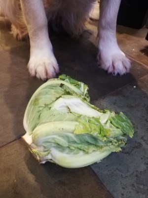 Can my dog eat cauliflower leaves