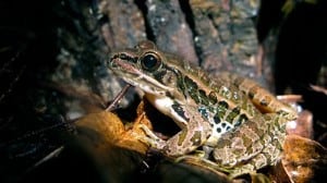 Pickerel frog