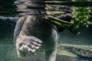 can dog eat raw celery