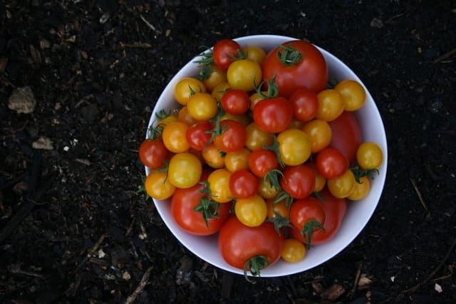 can dogs eat cherry tomatoes