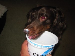 can dogs eat frozen yogurt