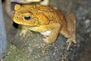 cane toad