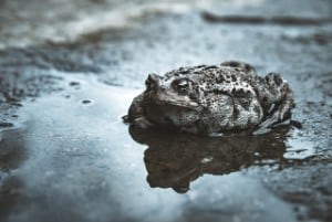 difference toad and frog