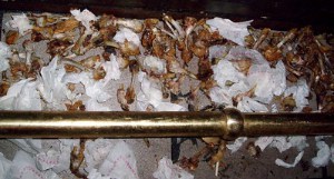 dog ate chicken wing bones