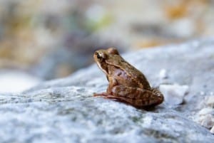 dog eats frog