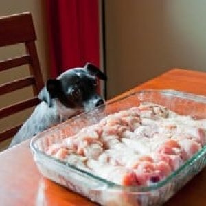 How Much Chicken To Feed A Dog Daily?